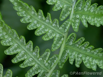 Maturing fertile frond pinnules with sori